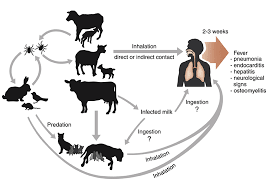 Placenta, amniotic fluid), urine, feces, and milk of infected animals. Fiebre Q Monkeyem