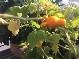 Image result for Solanum mammosum