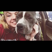 Please keep an eye out for a pit bull and beagle mix