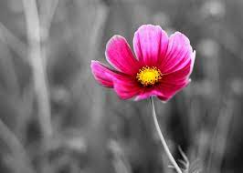 The Real Meaning Of Cosmos Flowers You Wished To Know About Gardenerdy
