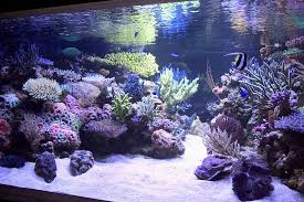 Aquascapes are awesome works of art found within an aquarium. I Need Ideas For Aquascaping Page 2 The Reef Tank Aquascape Aquarium Marine Aquarium Aquarium