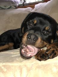 Pin On Rottweilers