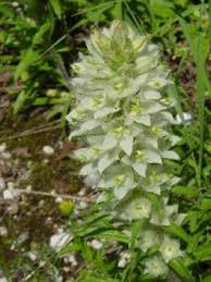 Image result for Cyphia gamopetala