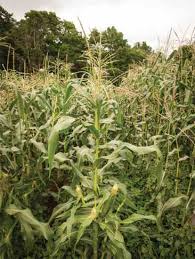 * if direct seeding into the garden, wait until all danger of frost is past and download free garden planning worksheets, garden diary, zone chart, or planting guide. Saving Seeds From Sweet Corn Organic Gardening Mother Earth News