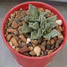 Image result for Nananthus vittatus