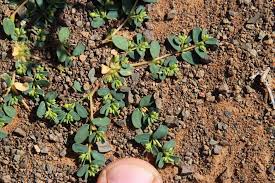 Image result for Euphorbia inaequilatera