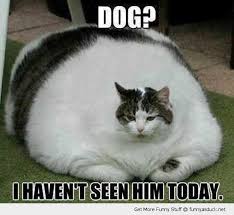 Pin On Funny Dogs