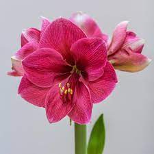National Plant Network Bloomaker Vienna Vase Kit Pink White Blooming Pink Rival Giant Amaryllis Bulb Hd9043 The Home Depot Amaryllis Bulbs Flower Lover Amaryllis