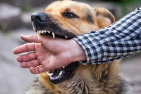 Pourquoi Mon Chien M Attaque Sans Raison Agressivite Redirigee