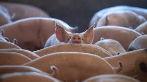 Pesta porcină africană este o boală care produce mari pagube economice! Aproape 140 000 De Animale Din Romania Afectate De Pesta PorcinÄ AfricanÄ JudeÈele Cu Cele Mai Multe Focare