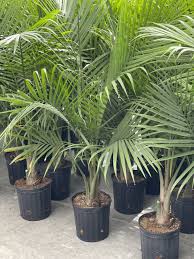 Majesty palm is a slow grower plant, and this very property makes it the most desiring indoor palm tree. 10 Majesty Palm Van Belle Flowers
