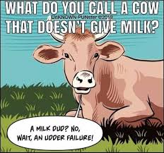 4) what do cows listen to at parties? Pin On Cattle