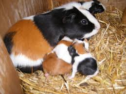 For example, the mother guinea pig may experience a difficult birth and end up with a prolapsed uterus. Newborn Pictures Of Baby Guinea Pigs Newborn Baby