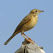 Any of various songbirds of the genus anthus and related genera, having brownish speckled. File Paddyfield Pipit Anthus Rufulus Rufulus Jpg Wikipedia