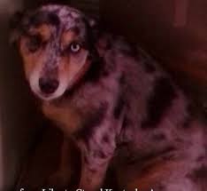 For The Love Of Louie Michigan Lost Pet Lookers Liked December 18 Missing Please Share And Help Contribute To A Reu Losing A Pet Monroe City Pets
