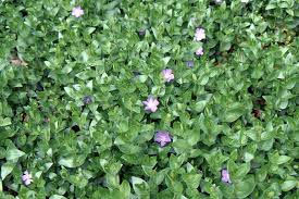 Image result for Vinca major