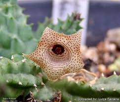 Image result for Huernia thuretii