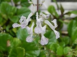 Image result for Plectranthus chimanimanensis