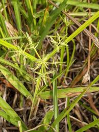 Image result for Cyperus sphacelatus