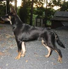 A doberman mix is a cross between a doberman pinscher and another dog breed. German Shepherd Doberman Mix Shop For Your Cause
