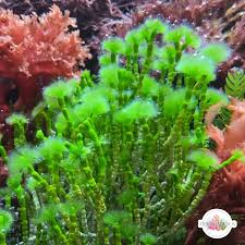 Image result for Macrotyloma tenuiflorum