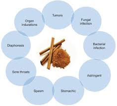 Small shade tree, humid shade tree, large planter, botanic collection, conservatory. Cinnamon An Overview Sciencedirect Topics