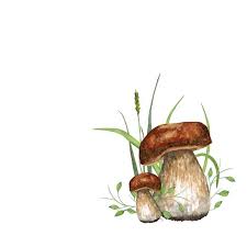 Cepes Illustration Aquarelle Champignon Dessin Illustration Feuilles Aquarelle