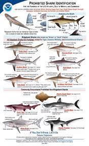 the complete guide to shark fishing regulations in florida