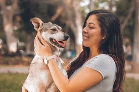Fetch pet resort is the cat's meow. All Suite Dog Boarding In Sewell Nj Fetch Pet Resort