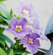 Use them in commercial designs under lifetime, perpetual & worldwide rights. Flowering Vines That Will Stop You In Your Tracks Better Homes Gardens