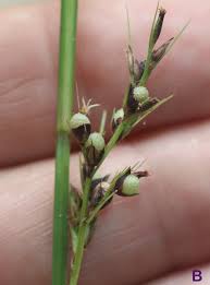 Image result for Scleria distans