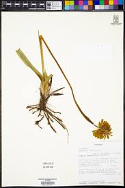 Image result for Kniphofia grantii