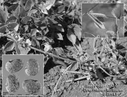 Image result for Macrotyloma maranguense