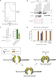 Check spelling or type a new query. Global Non Covalent Sumo Interaction Networks Reveal Sumo Dependent Stabilization Of The Non Homologous End Joining Complex Sciencedirect