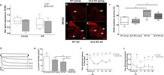 Characterization Of Small Fiber Pathology In A Mouse Model