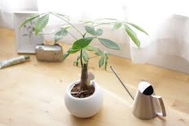 インテリア性抜群 育ててみたいおしゃれな観葉植物28選 Lovegreen ラブグリーン