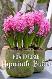 Many spring flowers, such as hyacinths and daffodils. How To Force Hyacinth Bulbs For Indoor Flowers Longfield Gardens