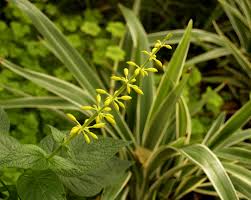 Maybe you would like to learn more about one of these? Perennial Color For Sun And Shade Central Texas Gardener