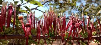 Image result for Tapinanthus dependens