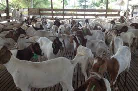 Ada beberapa perbedaan cara ternak kambing model lama, dengan yang di lakukan oleh para peternak kambing akhir akhir ini. Cara Ternak Kambing Modern Archives Nyari Bisnis