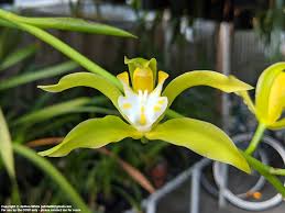 Image result for Cycnium recurvum