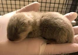 You contribute a recommended amount monthly based on your pet's annual health needs which is autodrafted from your credit or debit. Otter Animals For Sale Nashville Pike Tn Pets For Sale Otters Animals