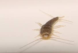 Bathroom Bugs The Silverfish 6legs2many