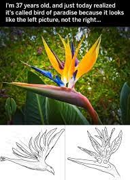 Bird Of Paradise Birds Of Paradise Funny Birds Best Funny Photos
