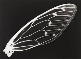 Black And White Insect With Wings Insect Wing Design Insect Art Insect Wings Nature Inspiration