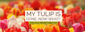 To grow tulips in pots, you'll need the right pot, soil, and approach. Anne Roberts Gardens My Tulips Are Gone Now What Post Bloom Tulip Care