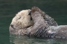 Image result for Enydra