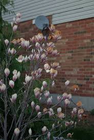 Elisabeth C Miller Library Gardening Answers Search Results For