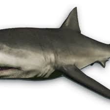 That means they have a white underside and a grey dorsal area. Great White Shark Far Cry Wiki Fandom