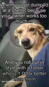 Pin By Angels Among Us Pet Rescue On Fun Rescue Pins The Fosters Dog Quotes Animal Quotes